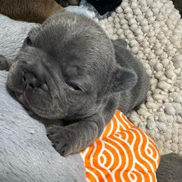 Jersey lilac brindle from OFA certified parents - Brindle and white female French Bulldog puppy in Billings, Montana from Montana Made Frenchies