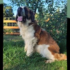 Mom - Saint Berdoodle