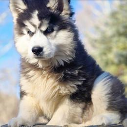 Goran - Black and white male Siberian Husky puppy in Woodlawn, Virginia from Delta Huskies