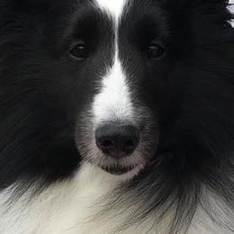 Shetland Sheepdogs from Luxe Shetland Sheepdogs