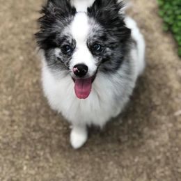 Pomeranian and Pomsky Puppies from Alpha Poms & Pomskies