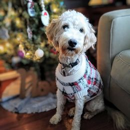 Maple - Goldendoodle