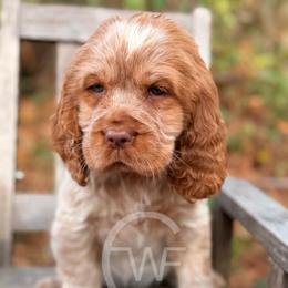 English Springer Spaniel Puppies from Willow Creek Farms