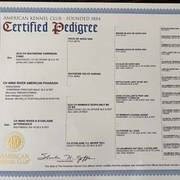 Doberman Pinscher Puppies from Ocean’s Breeze Doberman Pinschers