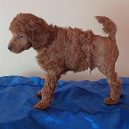 Samuel Miniature Poodle (Show potential grandpa grand champion mini)  Looking for a show home - Red  male Poodle puppy in Licking, Missouri from Majestic Embrace Poodles