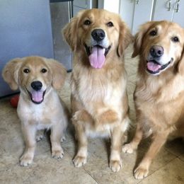 Golden Retriever All Grown Up from Rusty Creek Retrievers