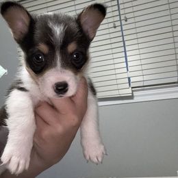Bo - Black and tan male American Corgi puppy in Dobson, North Carolina from Clover S Farm