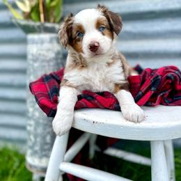 Madam Mim - female Australian Mountain Doodle puppy in Randolph, Utah from Dry Canyon Pups