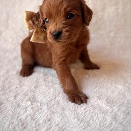 Carina - Red  female Goldendoodle puppy in Ogden, Utah from Abby Chaffee
