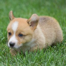 George - Red male Pembroke Welsh Corgi puppy in Lititz, Pennsylvania from GoldStar Corgis (License Number 18519)