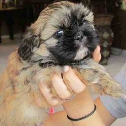 Shih Tzu Puppies from Miracle Shih Tzu