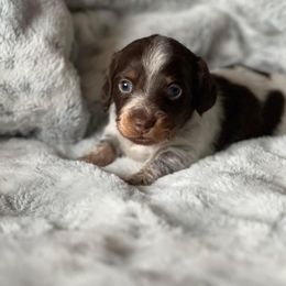 Dachshund Puppies from Oklahoma akc miniature dachshunds