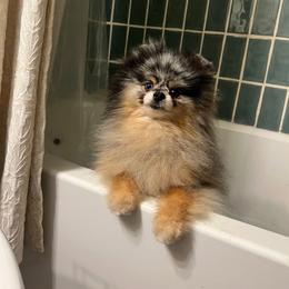 Johnny - neutered!!! - Blue merle and tan tri male Pomeranian puppy in Muskogee, Oklahoma from Wonderlust Pomeranians