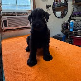 Boy 3 - Black male Giant Schnauzer puppy in Bois D’arc, Missouri from Down Low Kennels