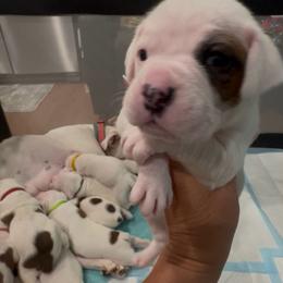 Boy 6 - light blue - White male Boxer puppy in Nashville, Tennessee from Best Friends