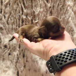 Clarice chocolate, tan boy - Chocolate and tan male Chihuahua puppy in Richmond, Virginia from Breens