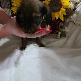 Female yellow collar - Red female Dachshund puppy in Cameron, Texas from Kelli's Dachshunds
