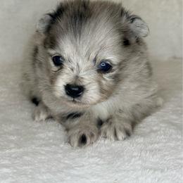 Rex - Blue merle male Pomeranian puppy in Lexington, Oklahoma from BooneDox Miniature Dachshunds