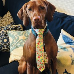 Vizsla All Grown Up from Alaea Farm & Kennel