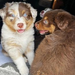 Australian Shepherd Puppies from Janovsky Australian Shepherds- AKC Registered