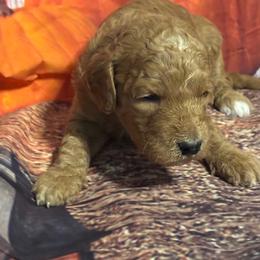 Dark blue boy - Red  male Goldendoodle puppy in Colorado Springs, Colorado from Pikes Peak Doodles