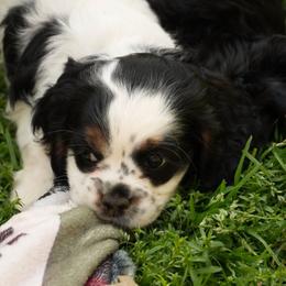 Esha - Black and white female Cocker Spaniel puppy in Winston Salem, North Carolina from Cocker Cottage
