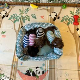 Shih Tzu Puppies from Purse Pup Shih Tzus
