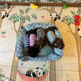 Shih Tzu Puppies from Purse Pup Shih Tzus