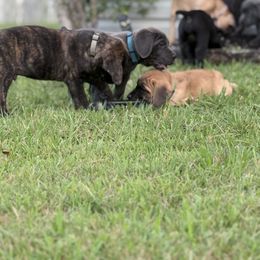 Cane Corso Puppies from Aries Legecy Cane Corso