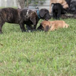 Cane Corso Puppies from Aries Legecy Cane Corso
