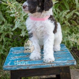 Poodle Puppies from Kindred Kennels