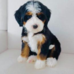Gamora - Tri-color female Bernedoodle puppy in Diamond Bar, California from Furrytaildoodles