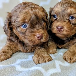 Yorkipoo and Yorkshire Terrier Puppies from Pup Moi Furrever Pets