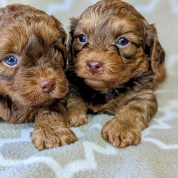 Yorkipoo and Yorkshire Terrier Puppies from Pup Moi Furrever Pets