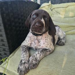 Black Female - Black and white female German Shorthaired Pointer puppy in Linton, Indiana from Red White and Blue Kennel