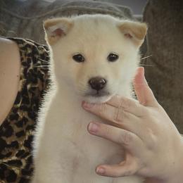 Shade - Cream male Shiba Inu puppy in Gladewater, Texas from Mirage Siberians