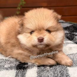 Faramir - Chocolate sable male Pomeranian puppy in Boca Raton, Florida from Poms of The Shire