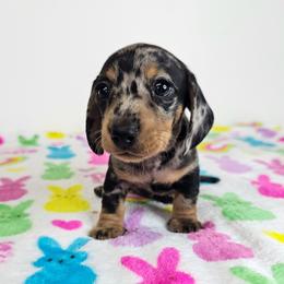 Black and tan dapple female 1 - Dapple female Dachshund puppy in Belle Rive, Illinois from Akin's Miniature Dachshunds, LLC