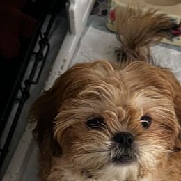 Yanna - Red and white Shih Tzu puppy in Taylor, Michigan from Shih Bears