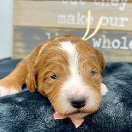 Peach Male - Apricot male Goldendoodle puppy in Great Falls, Montana from Montana Goldendoodles