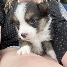 Baby girl Runt - Black and tan female Pembroke Welsh Corgi puppy in Mountain View, Hawaii from Celtic Corgis