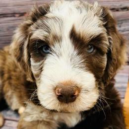 Brown Merle Boy - Red merle male Aussiedoodle puppy in Oklahoma City, Oklahoma from Royal Paw Aussiedoodles