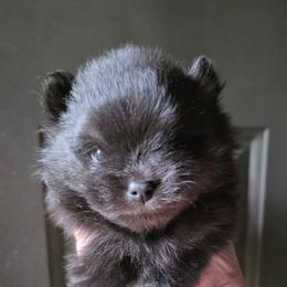 Indigo pup 2 - Black and tan female Pomeranian puppy in Carrollton, Georgia from B AND R'S POMERANIAN'S