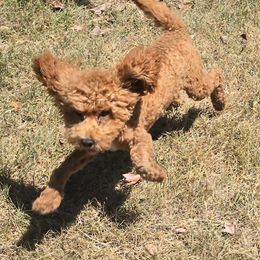 Colby - Red male Cockapoo puppy in Lebanon, Kentucky from Mosaic Merle Doodles