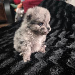 Dash - Black male Pomeranian puppy in Crivitz, Wisconsin from Royal Palace Pomeranians