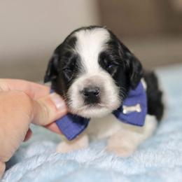 Little Bear - Black and chalk male Australian Labradoodle puppy in Calhoun, Louisiana from Arrowhead Australian Labradoodles