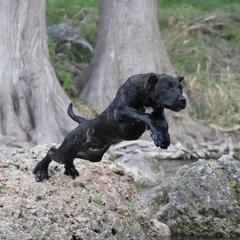 Perro de Presa Canarios from PresaMania
