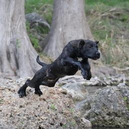 Perro de Presa Canarios from PresaMania