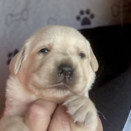 Girl 3 - Yellow female Labrador Retriever puppy in Ranchita, California from Pacific Crest Labradors