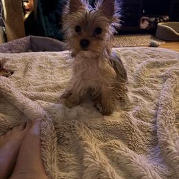Roscoe - Yorkshire Terrier